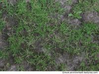 Photo Texture of Grass 